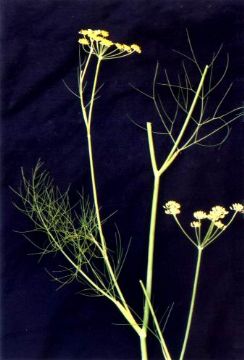 Foeniculum Vulgare Mill Extract